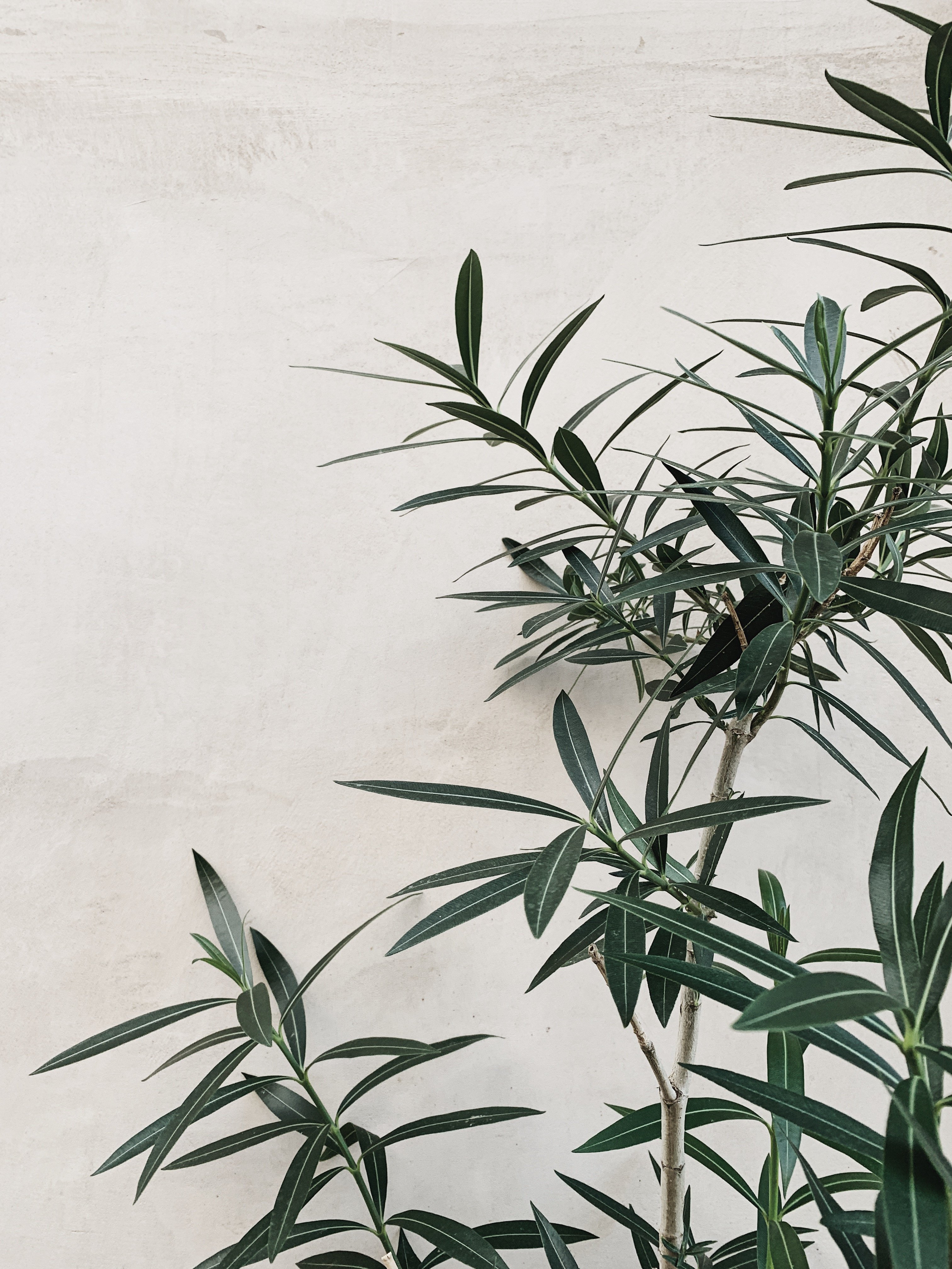 Olive Tree Leaves by a Concrete Wall